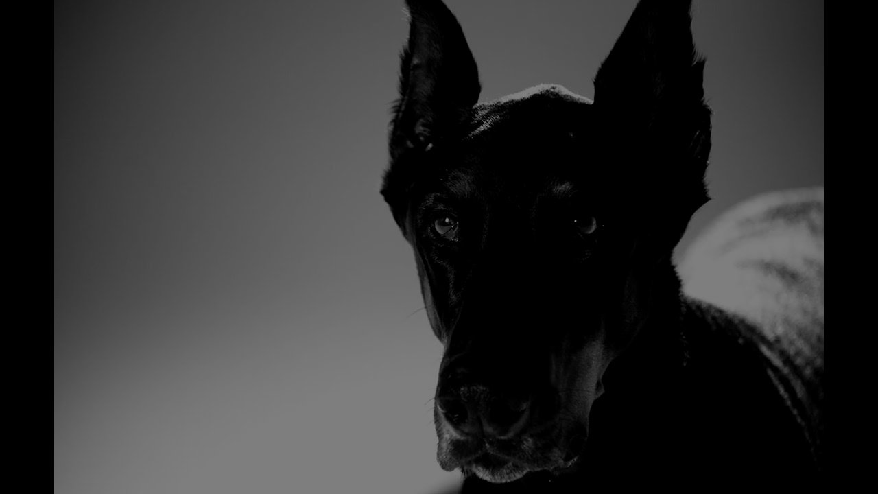 ZHU, MAHMUT ORHAN - IN THE WILD