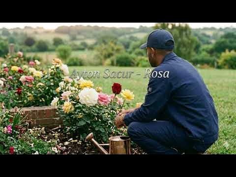 Ayton Sacur Rosa